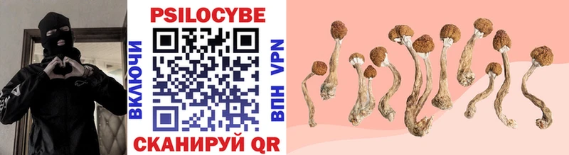 Галлюциногенные грибы Psilocybine cubensis  Петушки 